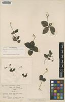Isotype of Argostemma pulchellum Geddes [family RUBIACEAE]