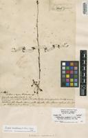 Original material of Antirrhinum canadense L. [family SCROPHULARIACEAE]