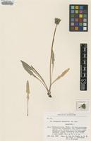 Paratype of Taraxacum irrigatum Kirschner & Štěpánek [family ASTERACEAE]