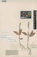 Type of Hetaeria cristata Rendle var. minor [family ORCHIDACEAE]