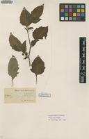 Type of Solanum patens Lowe [family SOLANACEAE]