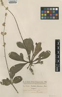 Isotype of Froelichia chacoënsis Chodat [family AMARANTHACEAE]