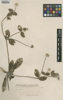 Type of Gomphrena guaranitica Chodat [family AMARANTHACEAE]
