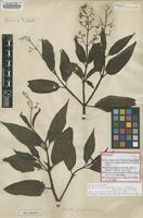 Holotype of Melastoma purpurascens Aubl. [family MELASTOMATACEAE]