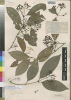 Type of Ixora batesii Wernham [family RUBIACEAE]