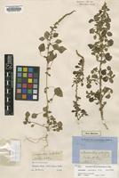 Holotype of Amaranthus undulatus R.Br. [family AMARANTHACEAE]
