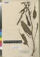 Syntype of Rumex steudelii Hochst. ex A.Rich. [family POLYGONACEAE]
