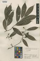 Isotype of Guatteria tonduzii Diels [family ANNONACEAE]