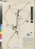 Isotype of Centella obtriangularis Cannon [family APIACEAE]