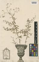 Original material of Galium aristatum L. [family RUBIACEAE]