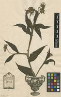Original material of Symphytum officinale L. [family BORAGINACEAE]