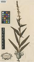Original material of Lysimachia ephemerum L. [family PRIMULACEAE]