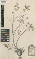 Original material of Aethusa cynapium L. [family APIACEAE]
