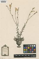 Original material of Linum perenne L. [family LINACEAE]