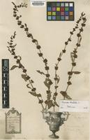 Original material of Rumex acutus L. [family POLYGONACEAE]