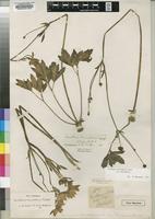 Type of Anemone whyteana Baker f. [family RANUNCULACEAE]