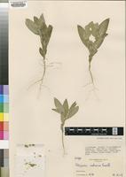 Isotype of Polygala robsonii Exell [family POLYGALACEAE]