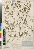 Type of Polygala welwitschii Chodat [family POLYGALACEAE]