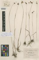 Isotype of Luzula erecta proles pyrenaica Sennen [family JUNCACEAE]