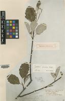 Type of Sorbus persica Hedl. [family ROSACEAE]