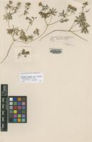 Isolectotype of Geranium charlesii Aitch.& Hemsl. [family GERANIACEAE]