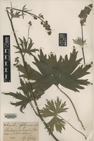Type of Aconitum fallacinum Blocki [family RANUNCULACEAE]