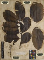 Original material of Calophyllum inophyllum L. [family CLUSIACEAE]