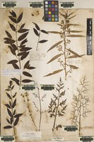 Lectotype of Acrostichum thalictroides L. [family PTERIDACEAE]