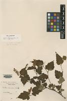 Type of Neillia ribesioides Rehder [family ROSACEAE]
