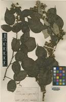 Type of Rubus matsumuranus H.Lev.& Vaniot [family ROSACEAE]