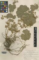 Type of Alchemilla acutiloba Buser ssp. catillaris [family ROSACEAE]