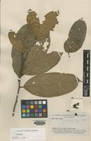 Isotype of Lacistema krukovii Sleumer [family FLACOURTIACEAE]