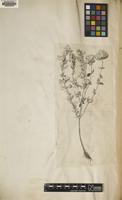 Filed as Origanum virens Hoffmanns. & Link [family LAMIACEAE]