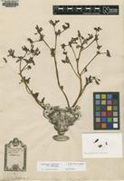 Original material of Portulaca oleracea L. [family PORTULACACEAE]