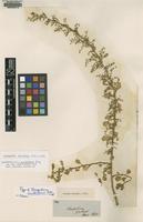 Isolectotype of Chenopodium multiflorum Moq. [family CHENOPODIACEAE]