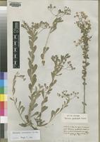 Isotype of Vernonia spathulata Hochst. [family ASTERACEAE]