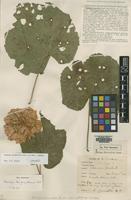 Holotype of Dombeya gamwelliae Exell [family MALVACEAE]