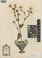Lectotype of Hieracium amplexicaule L. [family ASTERACEAE]