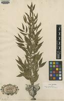Original material of Ruscus racemosus L. [family LILIACEAE/RUSCACEAE]