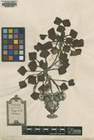 Original material of Trapa natans L. [family TRAPACEAE]