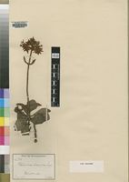 Type of Kalanchoe zimbabwensis Rendle [family CRASSULACEAE]