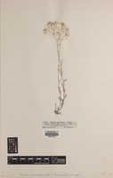Type? of Rorippa pyrenaica Wierzb. var. hispidulum [family BRASSICACEAE]