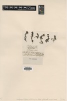 Type of Saxifraga biflora All. [family SAXIFRAGACEAE]