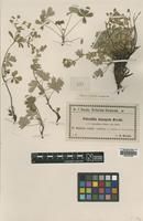 Type of Potentilla isosepala Blocki [family ROSACEAE]
