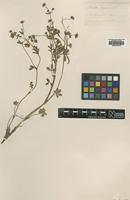 Type of Potentilla mathoneti Jord. [family ROSACEAE]