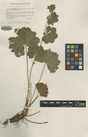 Isolectotype of Alchemilla coriacea Buser [family ROSACEAE]