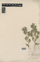 Type? of Ononis longiseta Dufour [family FABACEAE]