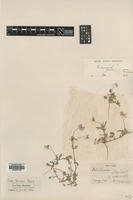Type of Viola pesneaui J.Lloyd [family VIOLACEAE]