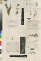 Syntype of Selaginella nivea Alston [family SELAGINELLACEAE]