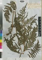 Isotype of Cyathea burkei Hook. [family CYATHEACEAE]